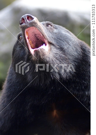 bear barking 111783313