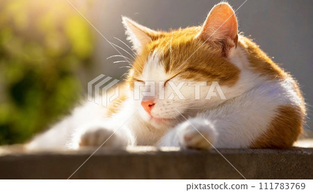 一隻小貓要小睡一下 111783769