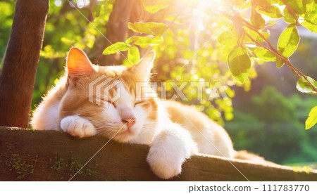 貓在樹蔭下打盹 貓在樹蔭下打盹 111783770