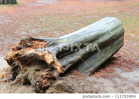 fallen stump fallen stump 111783904