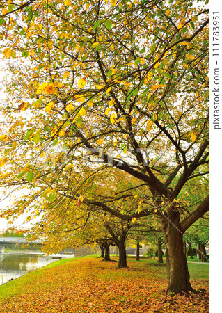 Autumn leaves at Niigata Prefectural Sports Park (Niigata Prefecture) Autumn leaves at Niigata Prefectural Sports Park (Niigata Prefecture) 111783951