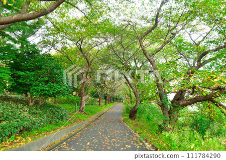 紅葉豐潟公園(新潟縣) 紅葉豐潟公園(新潟縣) 111784290