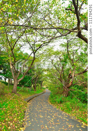 紅葉豐潟公園(新潟縣) 紅葉豐潟公園(新潟縣) 111784291