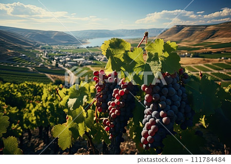 Beautiful landscape of Vineyards in European region in summer season comeliness 111784484