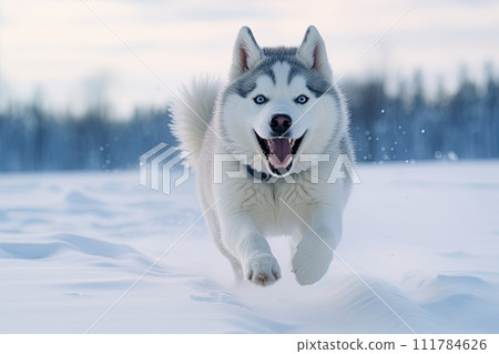 Beautiful Husky dog runs through the snow in winter to meet its owner, AI Beautiful Husky dog runs through the snow in winter to meet its owner, AI 111784626