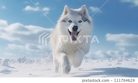 Beautiful Husky dog runs through the snow in winter to meet its owner, AI 111784629