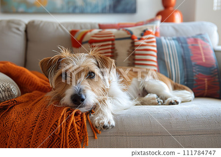 An endearing terrier dog rests on a chic couch, surrounded by colorful cushions. Generative AI. An endearing terrier dog rests on a chic couch, surrounded by colorful cushions. Generative AI. 111784747
