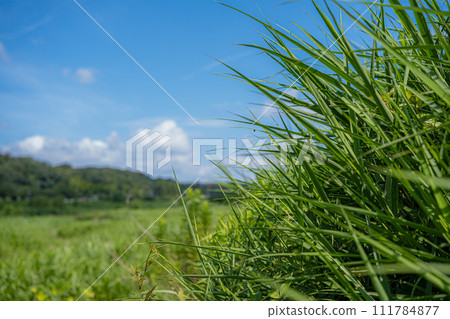 藍天綠草 111784877