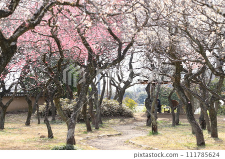 穀保天滿宮梅林 穀保天滿宮梅林 111785624