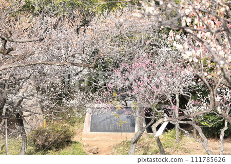 Taniho Tenmangu Shrine Bairin Taniho Tenmangu Shrine Bairin 111785626