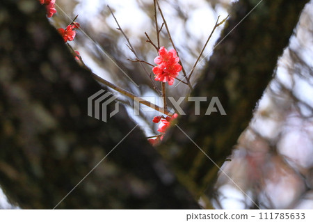穀保天滿宮梅林 穀保天滿宮梅林 111785633