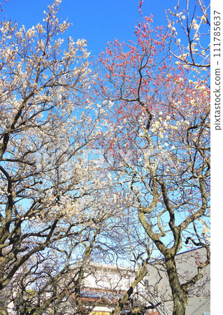Taniho Tenmangu Shrine Bairin Taniho Tenmangu Shrine Bairin 111785637