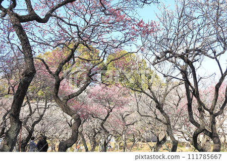 穀保天滿宮梅林 111785667