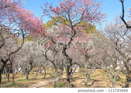 Taniho Tenmangu Shrine Bairin 111785669
