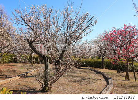 Haishi公園的Meishi Haishi公園的Meishi 111785938