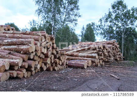 Chopped firewood in the countryside. 111786589