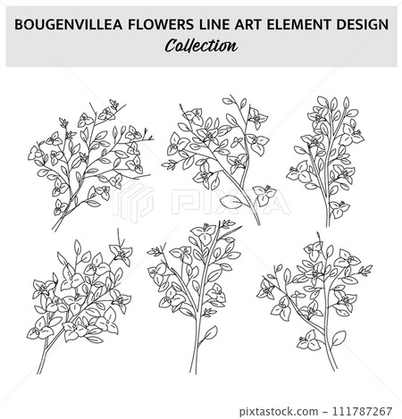 Minimalist Bougainvillea Flower Hand Drawn Vector Illustration Set. Flowers Sketch Drawing on White Background. 111787267