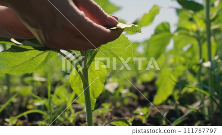 farmer hand touches green sunflower leaf, farm business, close-up sunflower leaf, young sunflower sprout, growing sunflowers farmer field summer, background ripening fresh sunflower field, green farmer hand touches green sunflower leaf, farm business, close-up sunflower leaf, young sunflower sprout, growing sunflowers farmer field summer, background ripening fresh sunflower field, green 111787797
