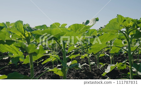 beautiful landscape under bright sunlight, young sunflower farm field nature view, agriculture business concept sunlight, young sunflower plant, agriculture green field sprouts concept, field with 111787831