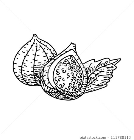 Engraved hand drawn outline drawing of figs. Hand drawn fruit and sliced piece. Summer food engraved style illustration. Detailed vegetarian sketch. Great for label, poster, print, menu Engraved hand drawn outline drawing of figs. Hand drawn fruit and sliced piece. Summer food engraved style illustration. Detailed vegetarian sketch. Great for label, poster, print, menu 111788113
