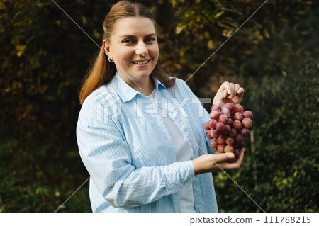 Worker woman hands holding a bunch of ripe pink grapes on the vine. High quality FullHD footage 111788215