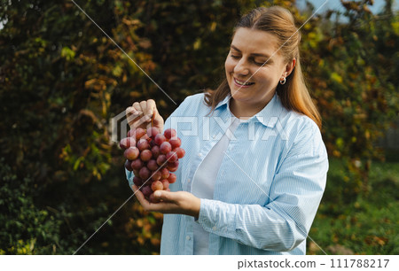 Worker woman hands holding a bunch of ripe pink grapes on the vine. High quality FullHD footage 111788217