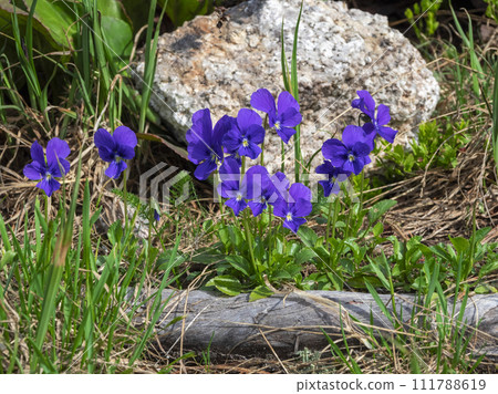 Wild forest violets. 111788619