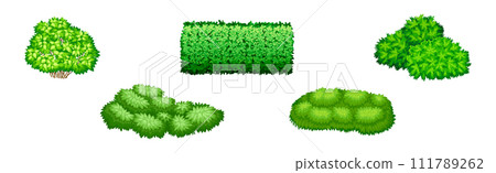 Green Bush of Different Shape as Park Element Vector Set 111789262