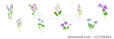 Purple Flowers on Green Stem as Meadow or Field Plant Vector Set 111789365