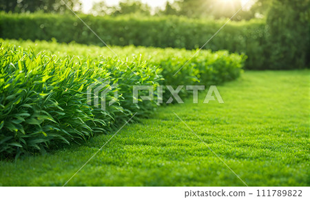 Expansive lawn edged with vibrant green trim leading to a blank area 111789822