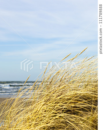 Yellow dry grass bent in the wind against the background of the Baltic Sea, coastal dunes in winter 111789888