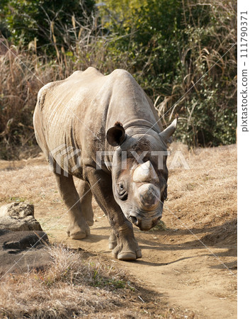 Eastern black rhino is coming towards you Eastern black rhino is coming towards you 111790371