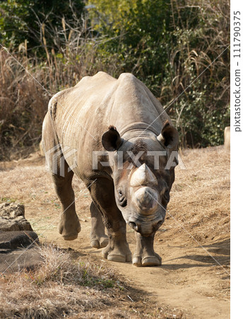 Eastern black rhino is coming towards you 111790375