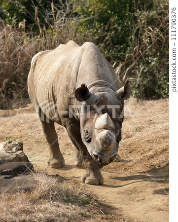 Eastern black rhino is coming towards you 111790376