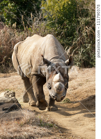 東方黑犀牛正向你走來 東方黑犀牛正向你走來 111790378