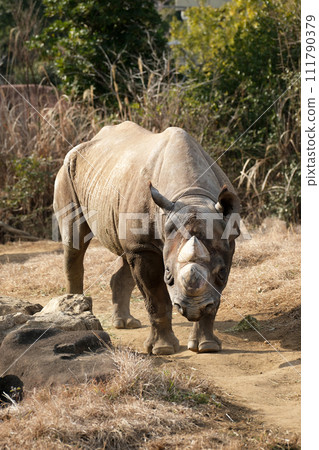 Eastern black rhinoceros is looking at us Eastern black rhinoceros is looking at us 111790379