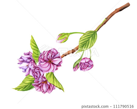 Pink Japanese Sakura blossom branch. Watercolor botanical illustration flowers in spring. Hand-drawn flower buds, petals and leaves of cherry blossoms on white background 111790516