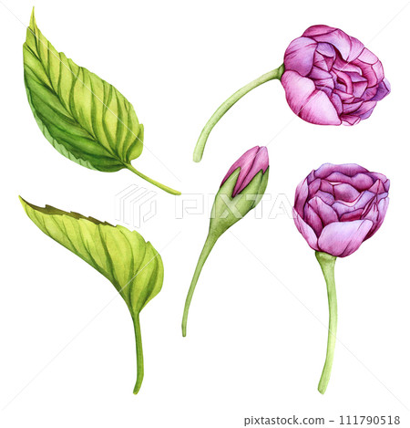 Pink Japanese sakura flowers. Watercolor set of botanical illustration. Hand-drawn flower buds, petals and leaves of cherry blossoms Pink Japanese sakura flowers. Watercolor set of botanical illustration. Hand-drawn flower buds, petals and leaves of cherry blossoms 111790518