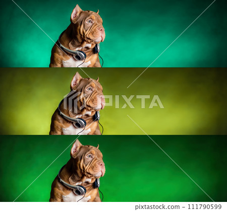 Dog's puppy american bully breed  studio portrait with headphones, listen music, looking to the right. Copy space, a collage of three images with a background of different shades of green. 111790599
