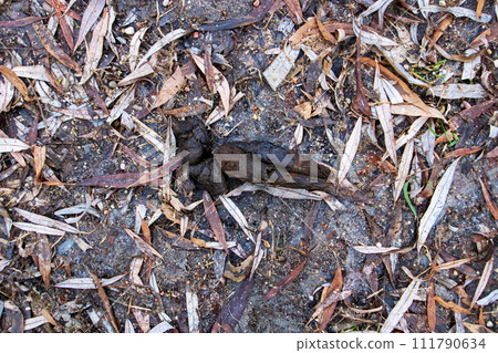 Dog poop on the ground on leaves Dog poop on the ground on leaves 111790634