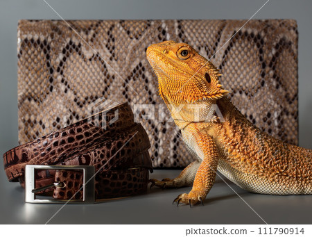 Close-up portrait of a female Bearded Dragon (Agama) in orange color. Artificial (faux) reptile leather accessories in the background. Close-up portrait of a female Bearded Dragon (Agama) in orange color. Artificial (faux) reptile leather accessories in the background. 111790914