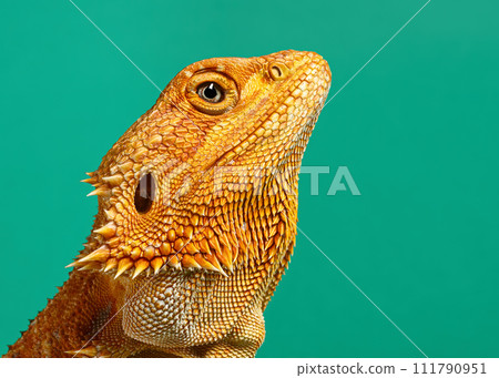 Head of an orange color Bearded Dragon (Agama) female lizard. Isolated on green background, macro. 111790951