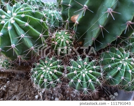 仙人掌左 111791043