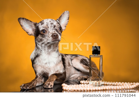 Chihuahua merle color with perfume and jewelry beads - girl going to date.  Portrait of a dog, studio, isolated on a golden yellow background. 111791044