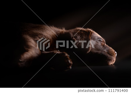 Portrait of sleeping chocolate labrador retriever puppy. Sweet doggy dreams. Portrait of sleeping chocolate labrador retriever puppy. Sweet doggy dreams. 111791400