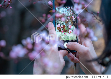 Person takes a photo of a beautiful spring sakura blossom (cherr 111791401