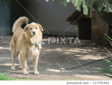 A cute guard dog guards the house - the whole life is on a leash. 111791402