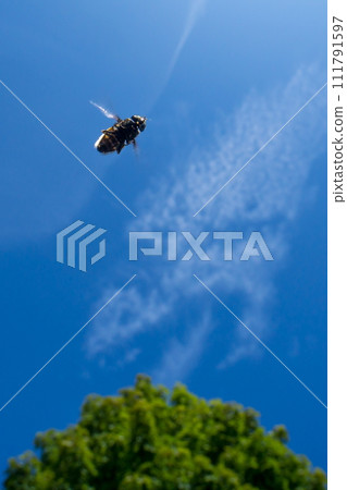 fat fly flying by overhead 111791597
