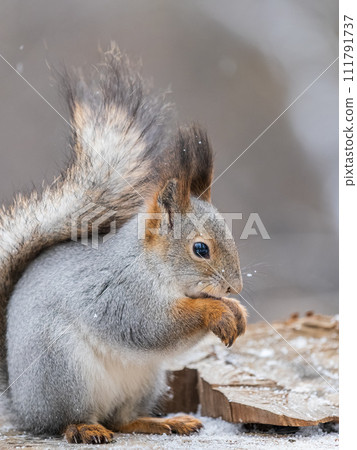A squirrel sits on a stump and eats nuts in autumn. 111791737
