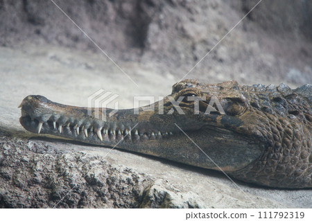 Crocodile showing its fangs Crocodile showing its fangs 111792319